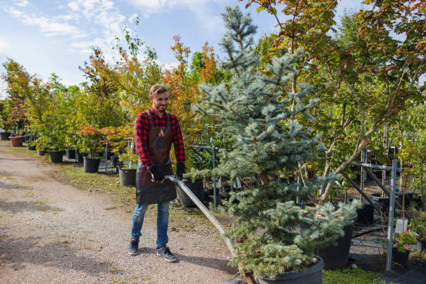 How Our Tree Care Process Works  in  Crockett, TX